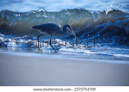 A grey heron walking on the sandy beach with foamy waves Royalty-Free Stock Photo #2373754709
