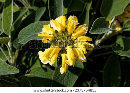 Phlomis fruticosa, the Jerusalem sage, is a species of flowering plant in the family Lamiaceae, native to Albania, Cyprus, Greece, Italy, Turkey, and countries of the former Yugoslavia. Royalty-Free Stock Photo #2373754855