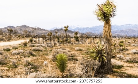 Different desert landscapes in Joshua Tree with mountains and cactus