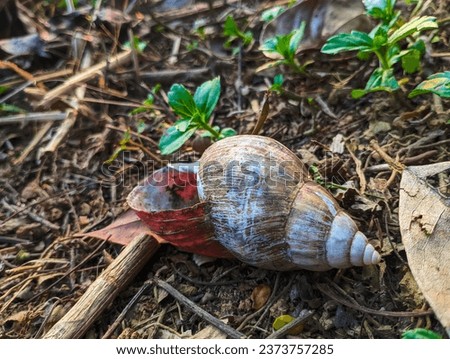 Snail shell lying on the ground