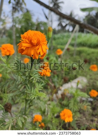 Tahi kotok or suitable bottle, Mexican marigold, African marigold is an annual flowering herb and belongs to the Asteraceae family.