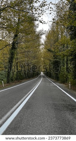 Amasra Bartin Love Road, Beautiful asphalt road through tunnel from bent trees. small road in tunnel from green trees. Mystical picture of landscape of road leaving from green trees
