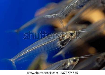 Photos of beautiful translucent glass catfish at Ikebukuro Sunshine Aquarium Royalty-Free Stock Photo #2373774565