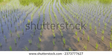 the right season to plant rice