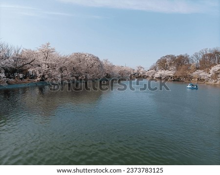 Cherry blossoms in full bloom. A Japanese spring in nagano japan.