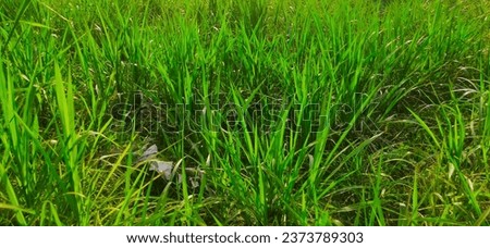 Elephant grass for cattle feed grows abundantly on the edge of the rice fields
