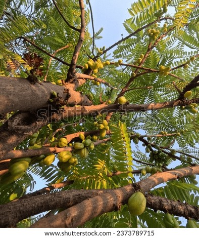 the beauty of the star fruit tree photo facing upwards