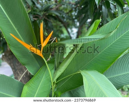 The bird of paradise tree is a type of plant that has a single trunk. Its characteristic is that it has an underground trunk as a rhizome.