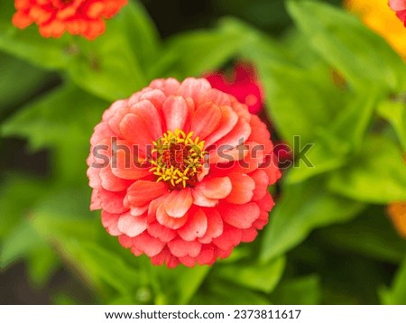 Red Zinnia flowers. Flowers zinnia elegans. Color nature background. Common Zinnia or Zinnia elegans is one of the most famous flowering annuals of the genus Zinia Royalty-Free Stock Photo #2373811617