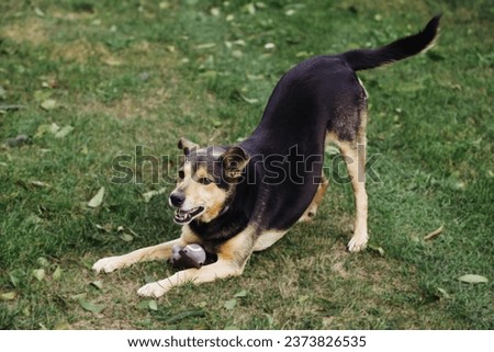 Mongrel dog. Cute cur dog. Portrait of a dog on green grass. Head down and bum up. Lovely cute small doggy. Playing with his toy. Ears raised. Domestic animal background. Protecting his toy. Royalty-Free Stock Photo #2373826535