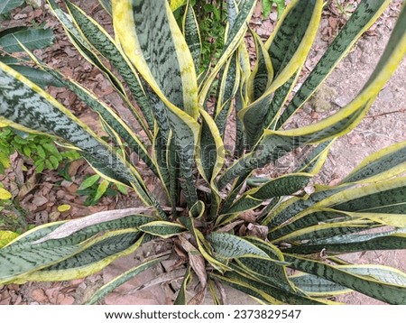 The image shows a snake plant grown in a pot in a natural garden where it is normally used as an ornamental plant and medicinal herb. Dracaenaceae, mother-in-law's tongue, Sansevieria

 Royalty-Free Stock Photo #2373829547