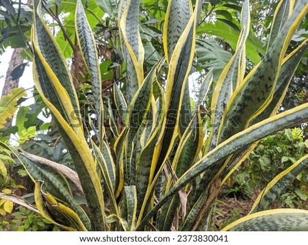 The image shows a snake plant grown in a pot in a natural garden where it is normally used as an ornamental plant and medicinal herb. Dracaenaceae, mother-in-law's tongue, Sansevieria

 Royalty-Free Stock Photo #2373830041