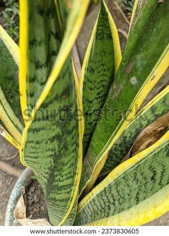 The image shows a snake plant grown in a pot in a natural garden where it is normally used as an ornamental plant and medicinal herb. Dracaenaceae, mother-in-law's tongue, Sansevieria

 Royalty-Free Stock Photo #2373830605