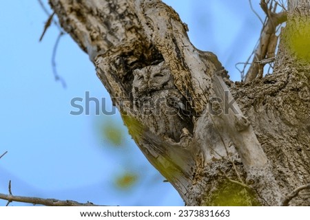 An Eastern Screech Owl in a tree by the Boardwalk at Magee Marsh Wildlife Area, near Oak Harbor, Ohio.