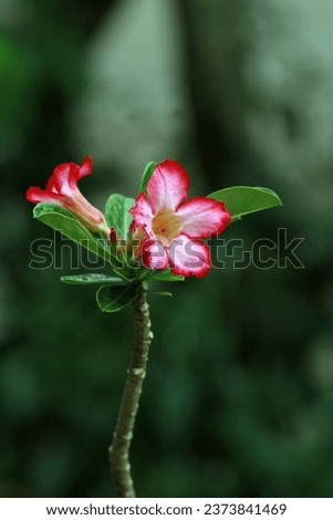 Small  adenium flowers with blurry background