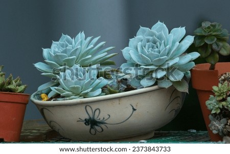 Succulent plants are grown decoratively in gardens