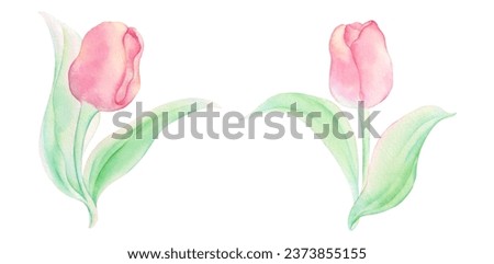 Floral set of Pink Tulips watercolor painting isolated on white background