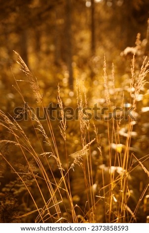 colorful herbs backlit by the sun's rays on a blurred yellow background. bright autumn natural background