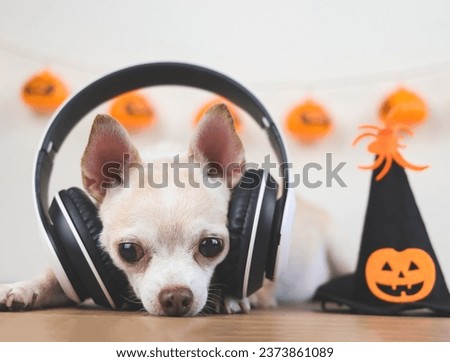 Close up image of brown short hair chihuahua dog wearing headphones, lying down on wooden floor with Halloween witch hat decorated with pumpkin head and spider in a room  with halloween decorations.