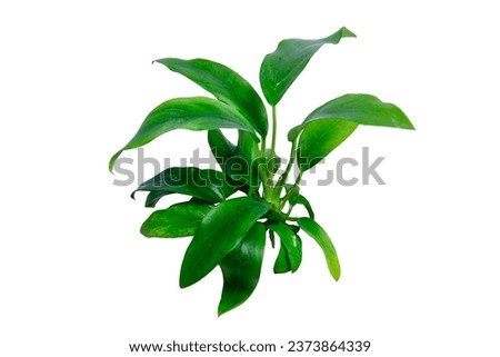 Green leaves Anubias minima popular aquarium plants isolated on white background with clipping path