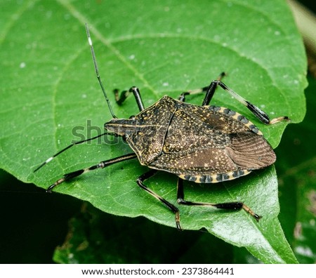 Macro (Close up) of Erthesina fullo (Yellow-spotted Stink Bug) Royalty-Free Stock Photo #2373864441