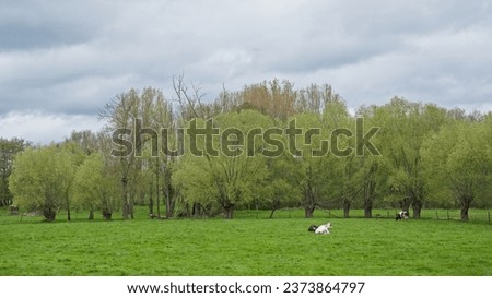 Spring meadow with cows and willow trees undery grey rainclouds in the flemish countryside Royalty-Free Stock Photo #2373864797