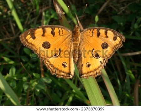 Yellow butterfly perched on a leaf in the garden. Leaves and plants as blurry background.