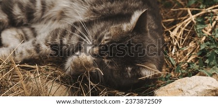 Grey cat resting in the grass in the garden