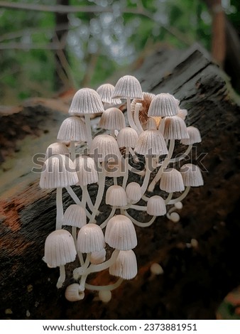 Forest edible mushrooms on a birch. Mushroom of the Armillaria family. Grows in groups on old stumps and trees