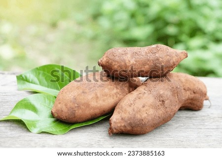 Yacon or Smallanthus sonchifolius, edible root plants in garden. Concept, agriculture crops, can be eaten as fresh fruits. Medicinal, herbal properties, Good for health.                              Royalty-Free Stock Photo #2373885163