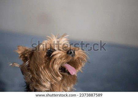 Portrait of a funny little Yorkshire Terrier dog with empty space for an inscription. High quality photo