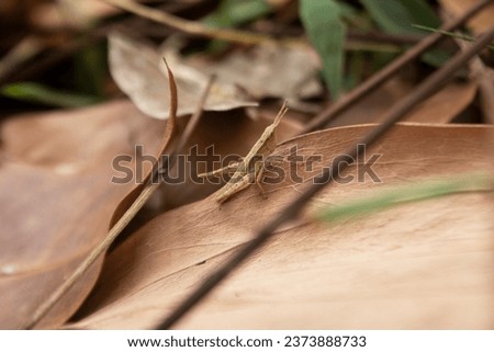 Brown grasshopper on dry brown leaves Royalty-Free Stock Photo #2373888733