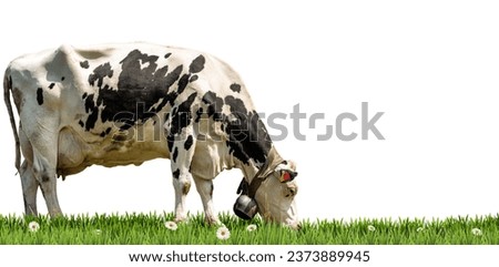 Close-up of a white and black dairy cow with cowbell on a green pasture, green grass and daisy flowers, isolated on white background.