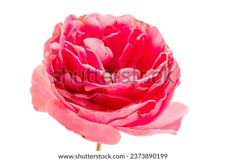pink rose on the white background