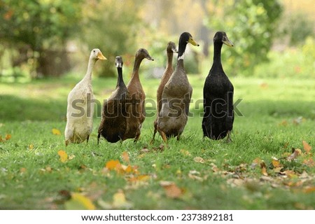 six indian running ducks walking on grass together at a farm