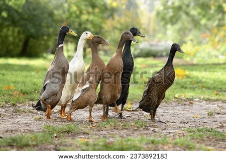 indian running ducks walking on an eco farm in summer  Royalty-Free Stock Photo #2373892183