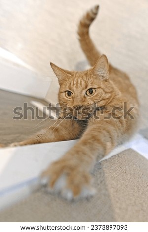 Funny red cat scratching on the doorframe. Vertical image with selective focus.
