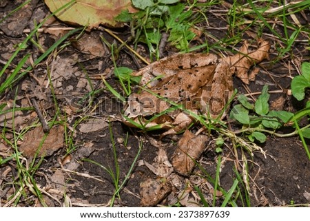 Frog sits in the grass
