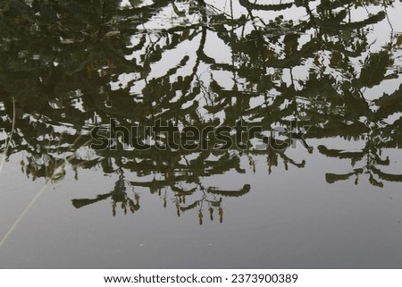 REFLECTION OF PLANTS IN A POND
