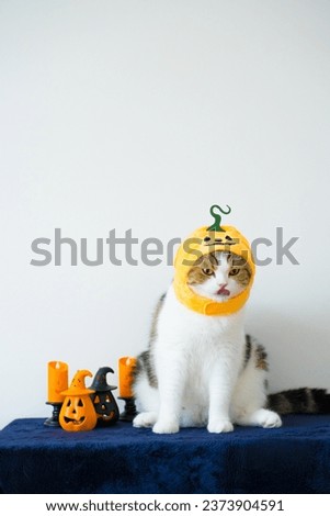 close up scottish cat with wearing pumpkin halloween concept