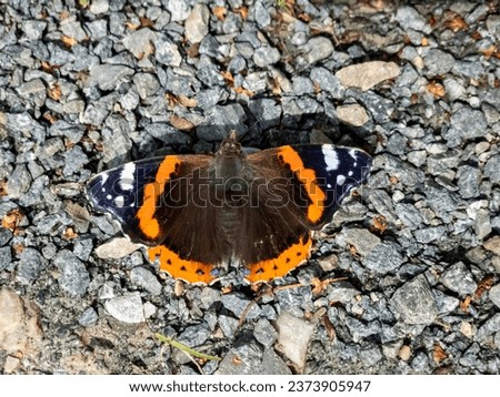 Butterfly Vanessa atalanta, the red admiral sitting on gravel