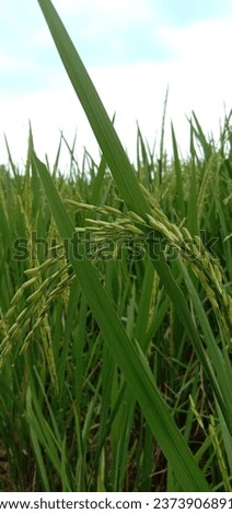 The View of Rice Field