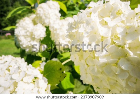 White flowers close-up on a sunny day in summer. Beautiful natural rural landscape with blurry background for nature-themed design and projects.