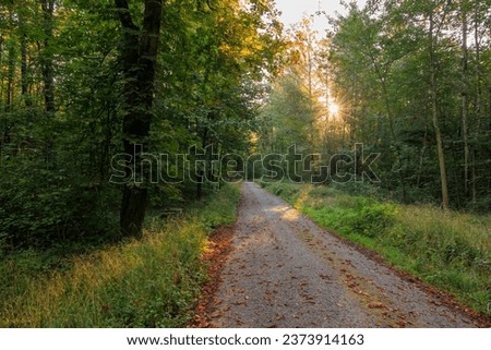 Sun rays fall on a road with autumn trees on the roadside