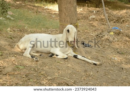 close capture of Pakistani goat. goats grazing in Farm. goats closeup. Boer goat specie. Jamnapari goats. Beetal goats. Cattle grazing concept. Animal in Farm. With selective focus on the subject.