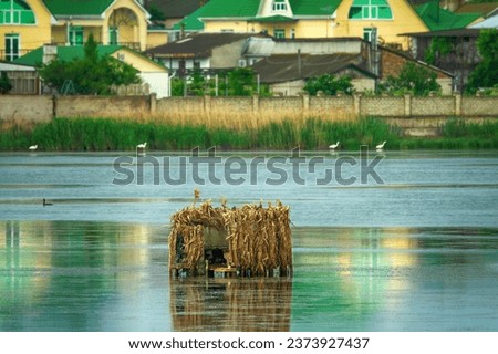Lake wetlands and cottage village (dacha). The photographer-animalist (photo hunter) arranged a hide in the middle of the lake for photo-hunting (wildlife photography). Egrets feed on the shore