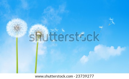 Dandelion blowing seeds Royalty-Free Stock Photo #23739277
