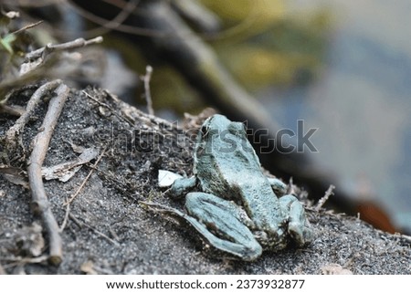 Green frog on the ground