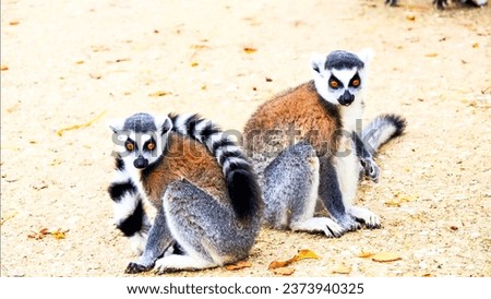 
Picture of a lemur family
