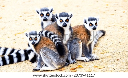 
Picture of a lemur family